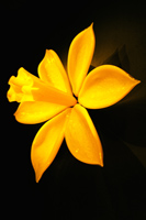 Blown Glass Daffodil by Samuel Decker